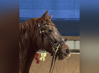 PRE, Mare, 6 years, 15,2 hh, Chestnut-Red