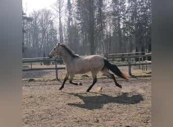 PRE, Mare, 6 years, 15,2 hh, Dun