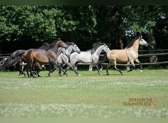 PRE, Mare, 6 years, 15,2 hh, Dun