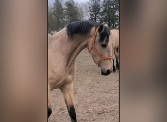 PRE, Mare, 6 years, 15,2 hh, Dun