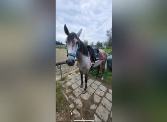 PRE Mix, Mare, 6 years, 15,2 hh, Grey-Dapple