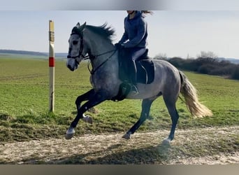 PRE Mix, Mare, 6 years, 15,2 hh, Grey-Dark-Tan