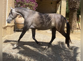 PRE, Mare, 6 years, 15,3 hh, Grey