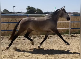 PRE, Mare, 6 years, 15,3 hh, Grey