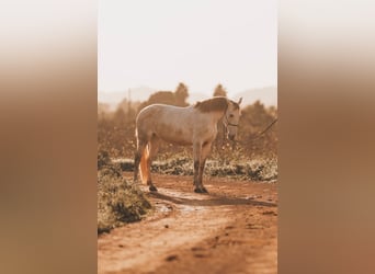 PRE Mix, Mare, 6 years, 15,3 hh, Grey