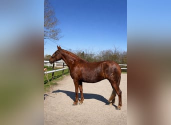 PRE Mix, Mare, 6 years, 16.1 hh, Chestnut-Red