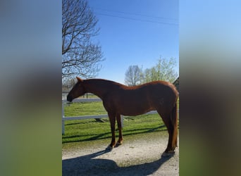 PRE Mix, Mare, 6 years, 16.1 hh, Chestnut-Red