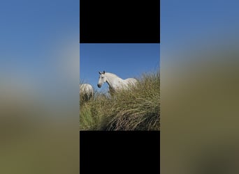 PRE Mix, Mare, 6 years, 16.1 hh, Grey-Fleabitten