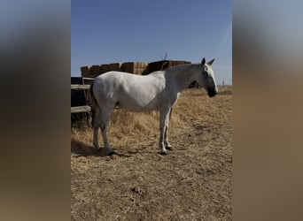 PRE Mix, Mare, 6 years, 16.1 hh, Grey-Fleabitten