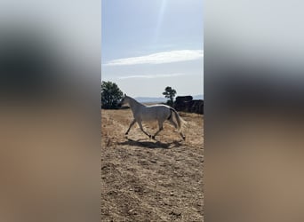 PRE Mix, Mare, 6 years, 16.1 hh, Grey-Fleabitten