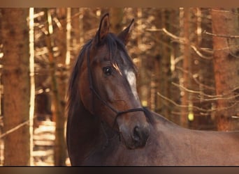 PRE Mix, Mare, 6 years, 16.2 hh, Bay