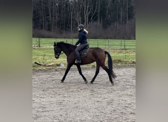 PRE Mix, Mare, 6 years, 16.2 hh, Bay