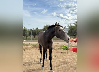 PRE Mix, Mare, 6 years, 16,2 hh, Gray