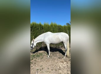 PRE Mix, Mare, 6 years, 16,2 hh, Gray