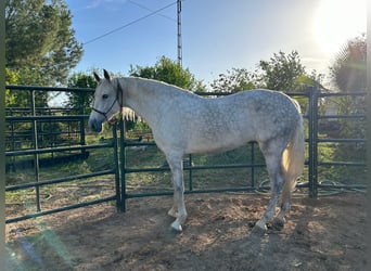 PRE, Mare, 6 years, 16,2 hh, Gray