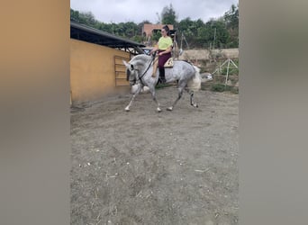 PRE, Mare, 6 years, 16,2 hh, Gray