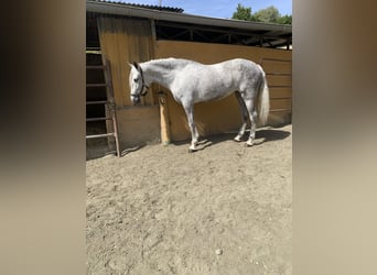 PRE, Mare, 6 years, 16,2 hh, Gray