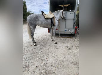 PRE, Mare, 6 years, 16,2 hh, Gray