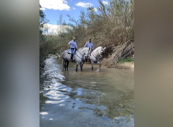 PRE, Mare, 6 years, 16,2 hh, Gray