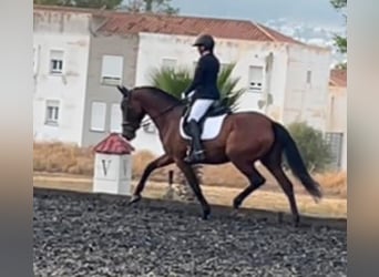 PRE Mix, Mare, 6 years, 16 hh, Bay