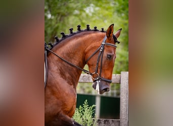 PRE Mix, Mare, 6 years, 16 hh, Brown