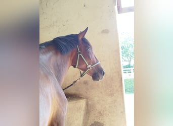 PRE, Mare, 6 years, 16 hh, Brown