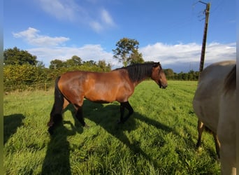 PRE, Mare, 6 years, 16 hh, Brown