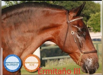 PRE, Mare, 6 years, 16 hh, Brown