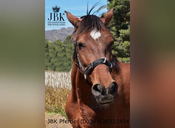 PRE Mix, Mare, 6 years, 16 hh, Brown