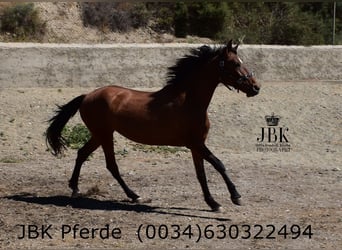 PRE Mix, Mare, 6 years, 16 hh, Brown
