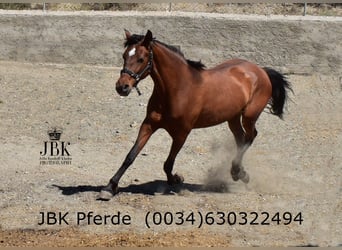 PRE Mix, Mare, 6 years, 16 hh, Brown