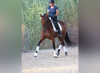 PRE Mix, Mare, 6 years, 16 hh, Brown