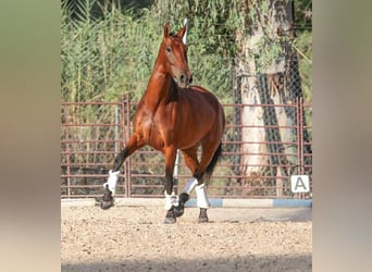 PRE Mix, Mare, 6 years, 16 hh, Brown