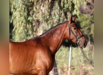 PRE Mix, Mare, 6 years, 16 hh, Brown