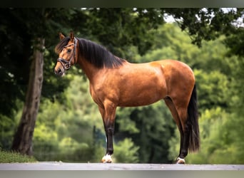 PRE Mix, Mare, 6 years, 16 hh, Brown