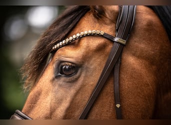 PRE Mix, Mare, 6 years, 16 hh, Brown