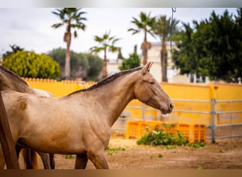 PRE Mix, Mare, 6 years, 16 hh, Champagne