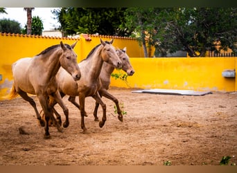 PRE Mix, Mare, 6 years, 16 hh, Champagne