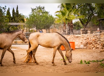 PRE Mix, Mare, 6 years, 16 hh, Champagne