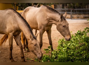 PRE Mix, Mare, 6 years, 16 hh, Champagne