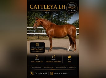 PRE Mix, Mare, 6 years, 16 hh, Chestnut-Red