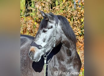 PRE Mix, Mare, 6 years, 16 hh, Gray