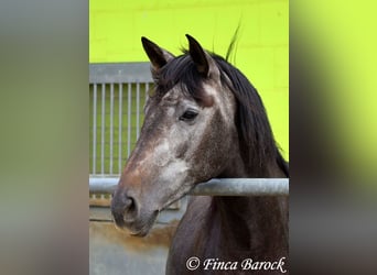 PRE Mix, Mare, 6 years, 16 hh, Gray