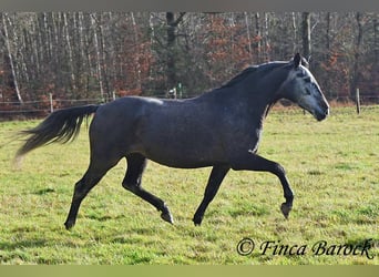 PRE Mix, Mare, 6 years, 16 hh, Gray