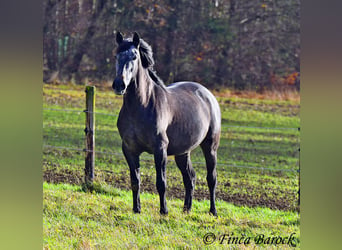 PRE Mix, Mare, 6 years, 16 hh, Gray