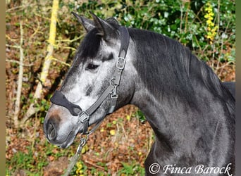 PRE Mix, Mare, 6 years, 16 hh, Gray