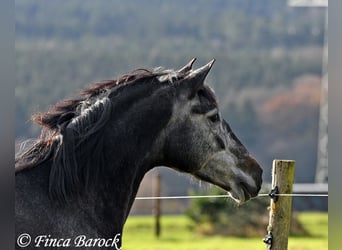 PRE Mix, Mare, 6 years, 16 hh, Gray