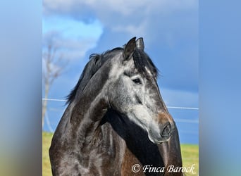 PRE Mix, Mare, 6 years, 16 hh, Gray