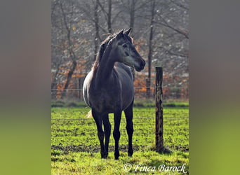 PRE Mix, Mare, 6 years, 16 hh, Gray