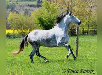 PRE Mix, Mare, 6 years, 16 hh, Gray